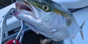落とし込みや飲ませ釣りに使える船ロッドの選び方 おすすめロッドを紹介 ツリイキタイ