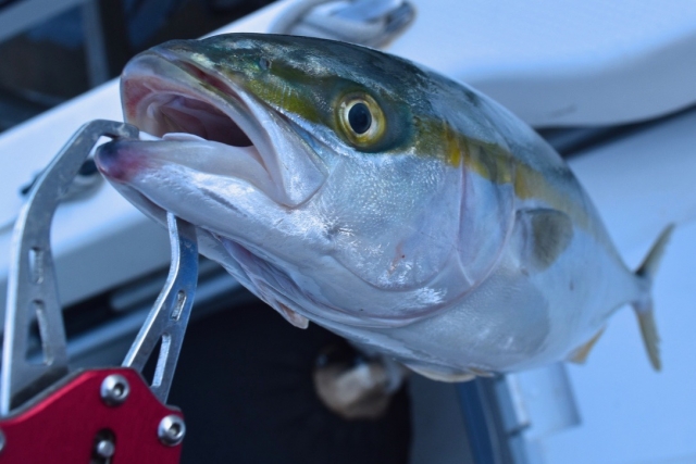 落とし込みや飲ませ釣りに使える船ロッドの選び方 おすすめロッドを紹介 ツリイキタイ