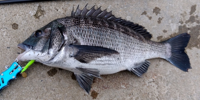 22年最新 チニングロッドのおすすめ9選 選び方釣り方について解説 ツリイキタイ 22年最新 チニングロッドのおすすめ9選 選び方釣り方について解説 ツリイキタイ